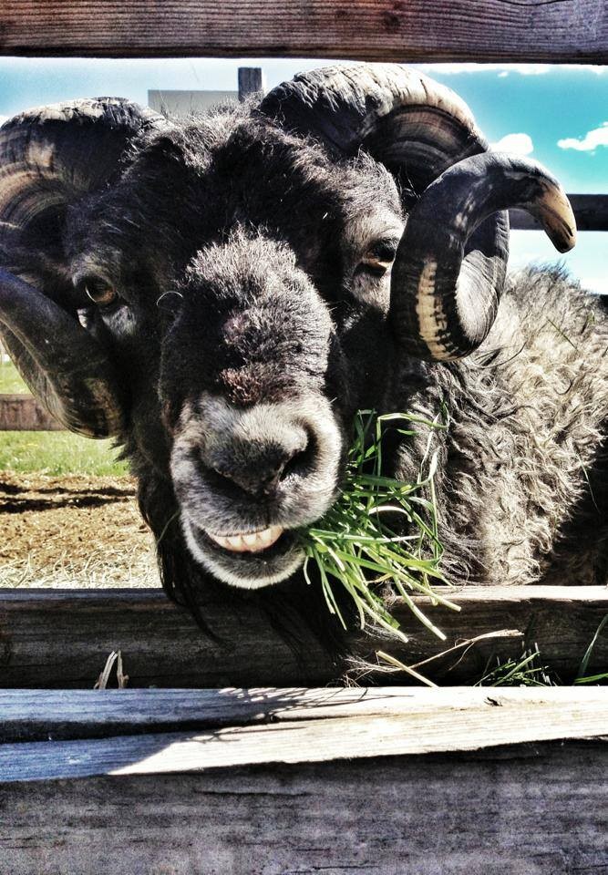 Hidden Acres Orchards has a petting zoo available.
