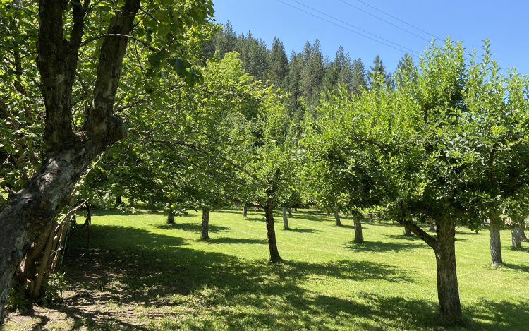 wp-content-uploads-2021-07-Big-Canyon-Acres.jpg