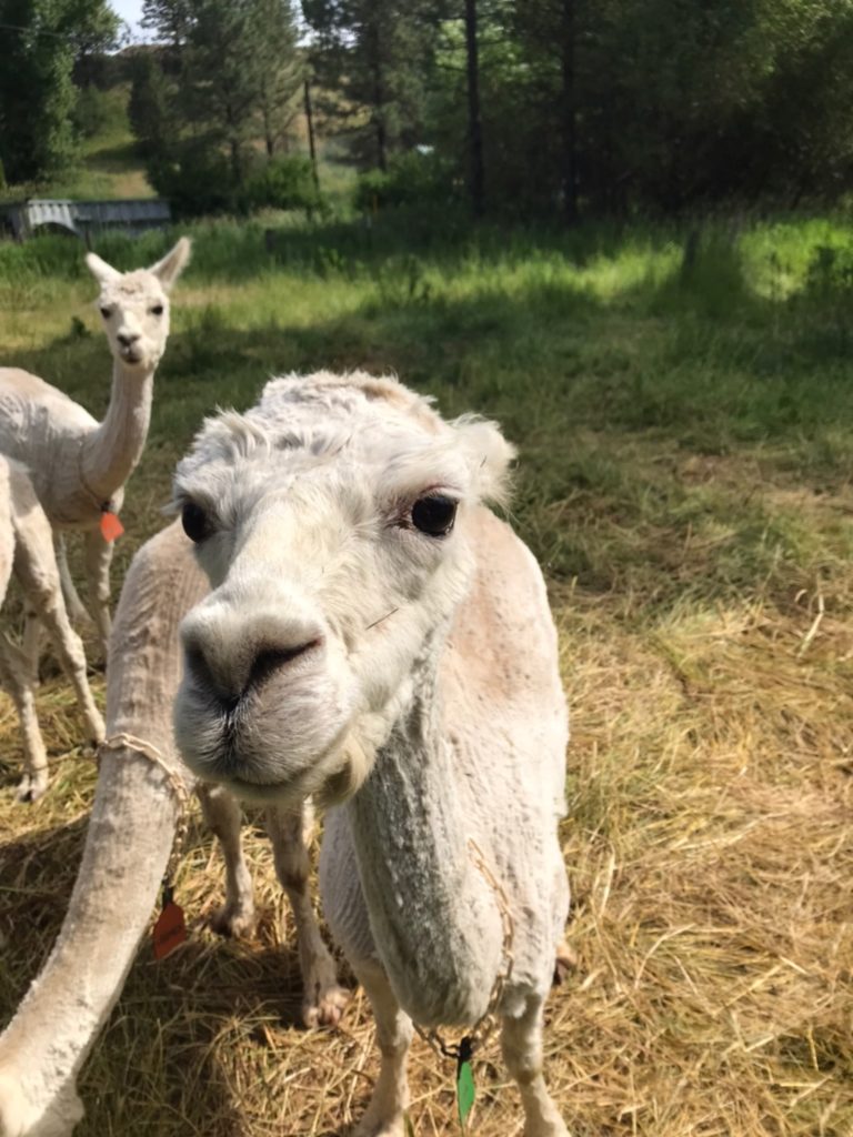 Alpacas are a soft and wooly mammal, and they are not the same as llamas.