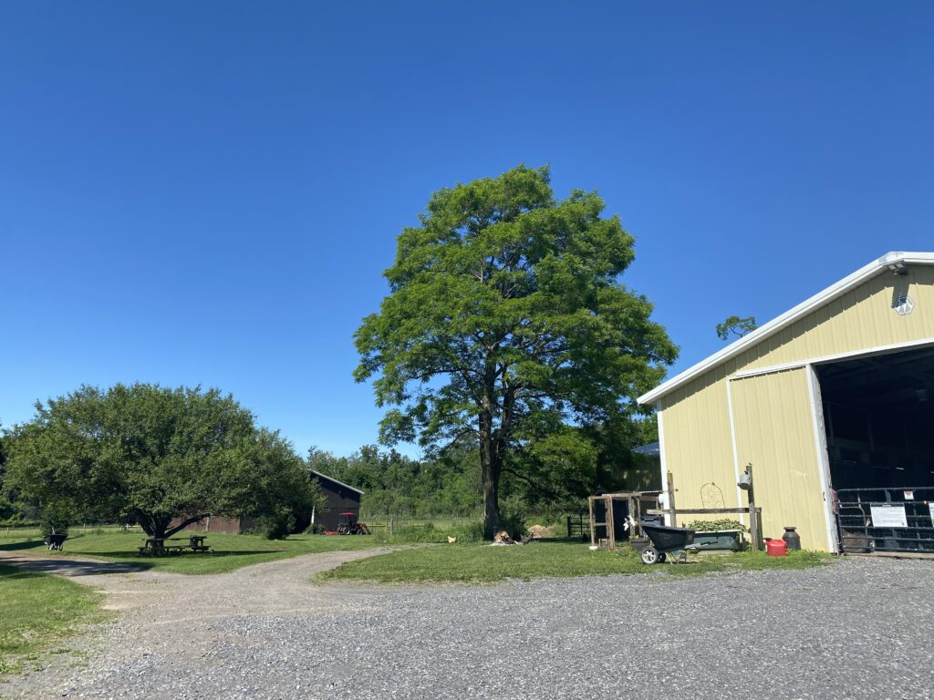 Claddagh Farm Alpacas is one of our awesome Harvest Hosts locations in New York.