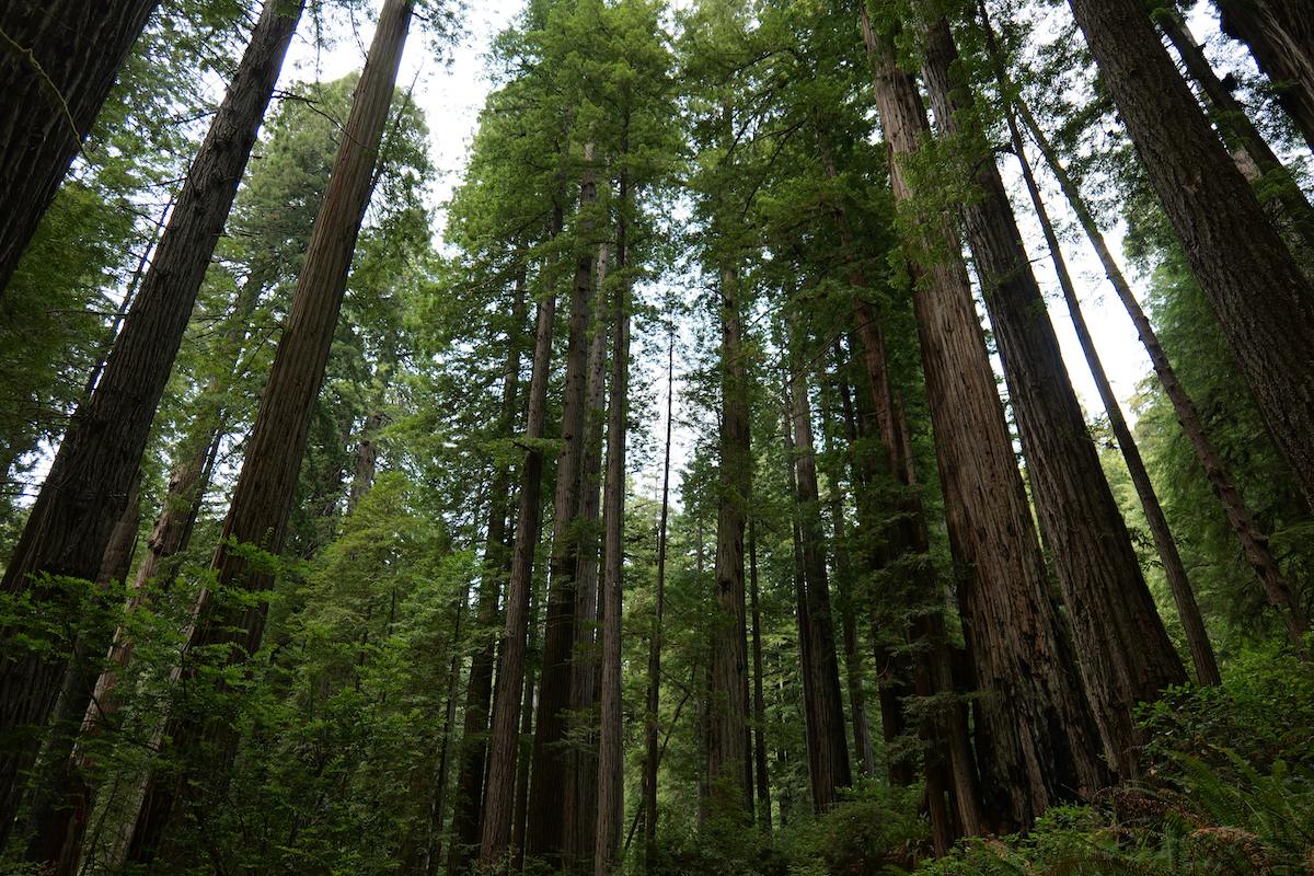Image of Redwood National Park RV Camping