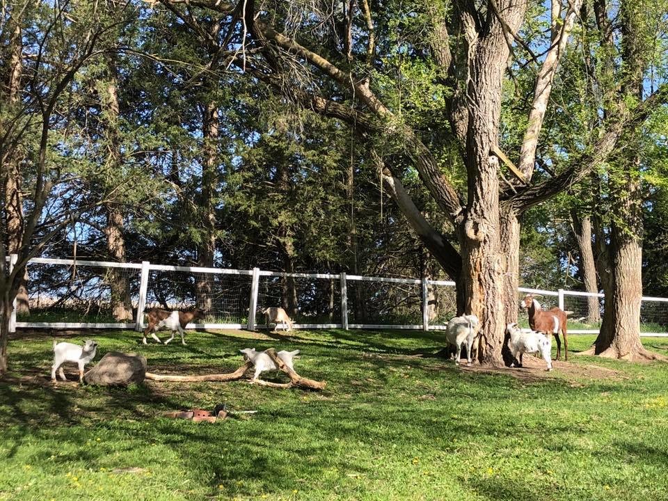 Several goats and sheep sit in a grassy field on the rescue's property.