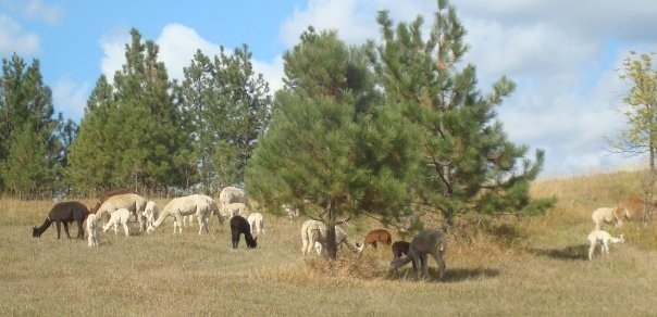 Big Meadow Creek welcomes visitors to meet their animals and buy their fiber products.