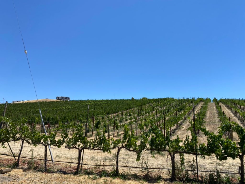 There are seven acres of grapevines planted.