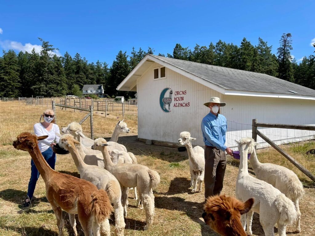 wp-content-uploads-2022-01-Photo-credit-Orcas-Moon-Alpacas-Farm-1024x768.jpg