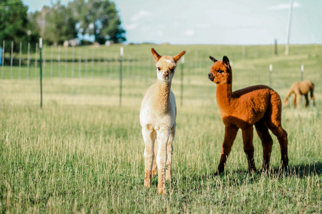 wp-content-uploads-2021-06-Happy-Rock-Farm-1024x683.jpg