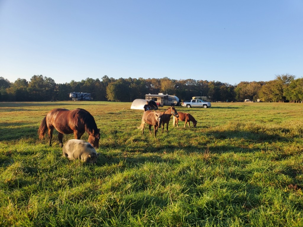 Misty Morning Ostrich Ranch stayed afloat throughout the COVID-19 pandemic with the help of the Harvest Hosts program.