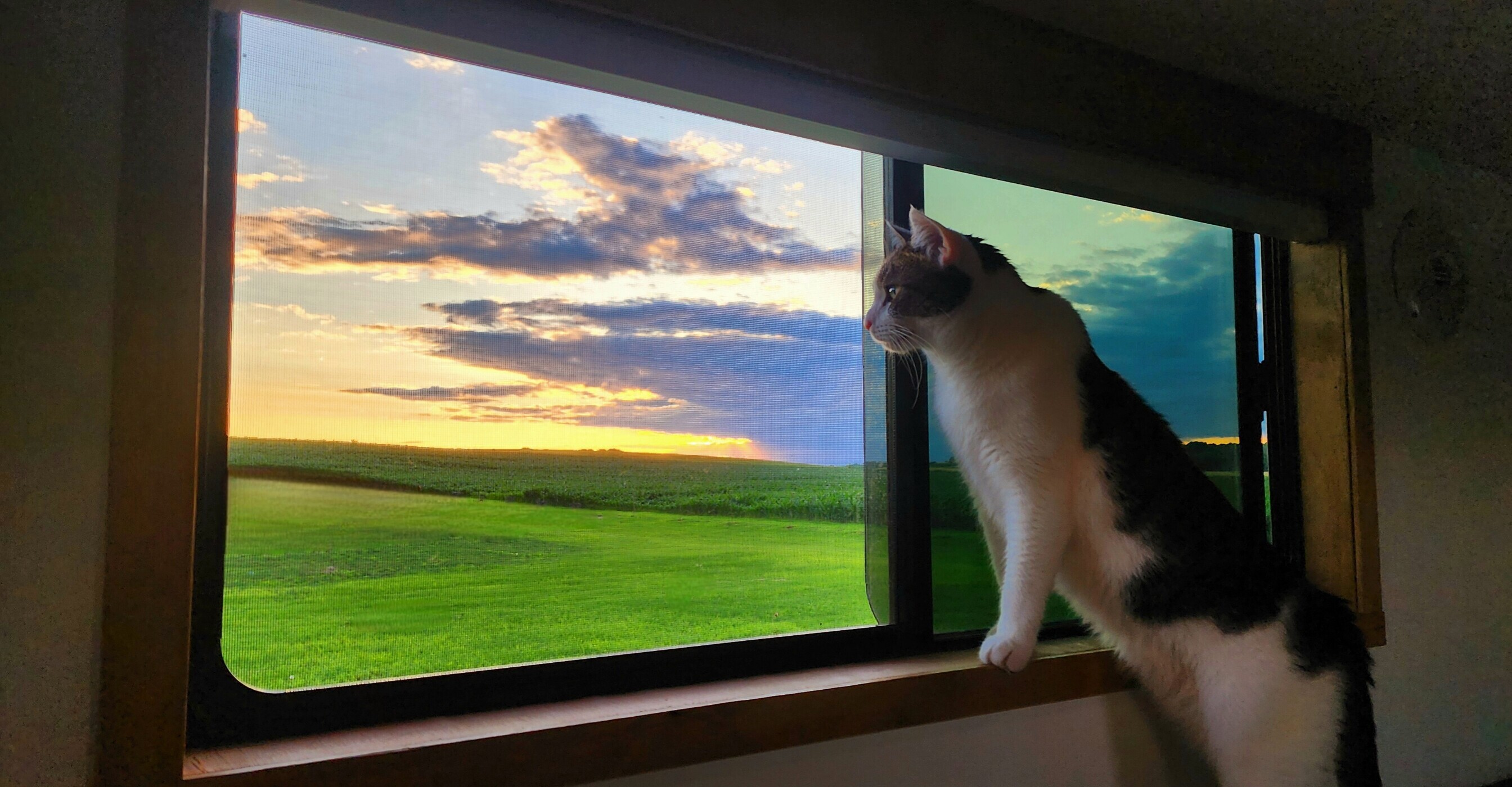8 Tips for RVing with Cats