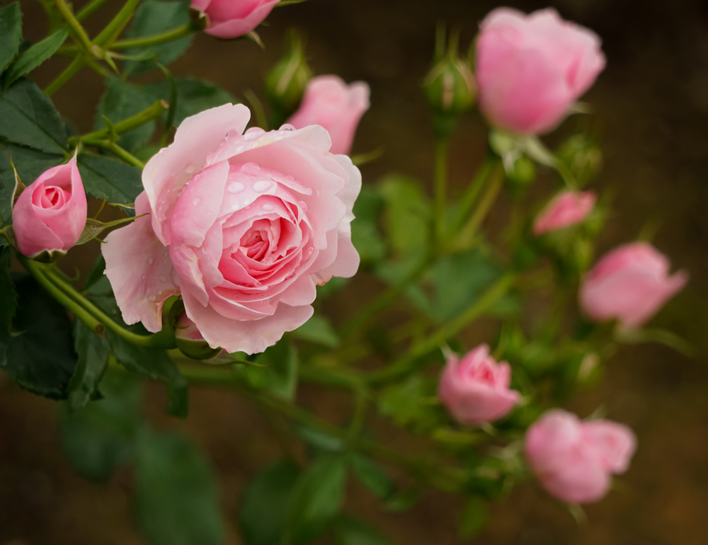 wp-content-uploads-2022-02-Rose.jpg