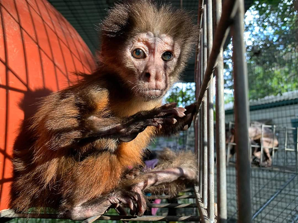wp-content-uploads-2022-02-7-Photo-credit-Roadside-Zoo-News.jpg