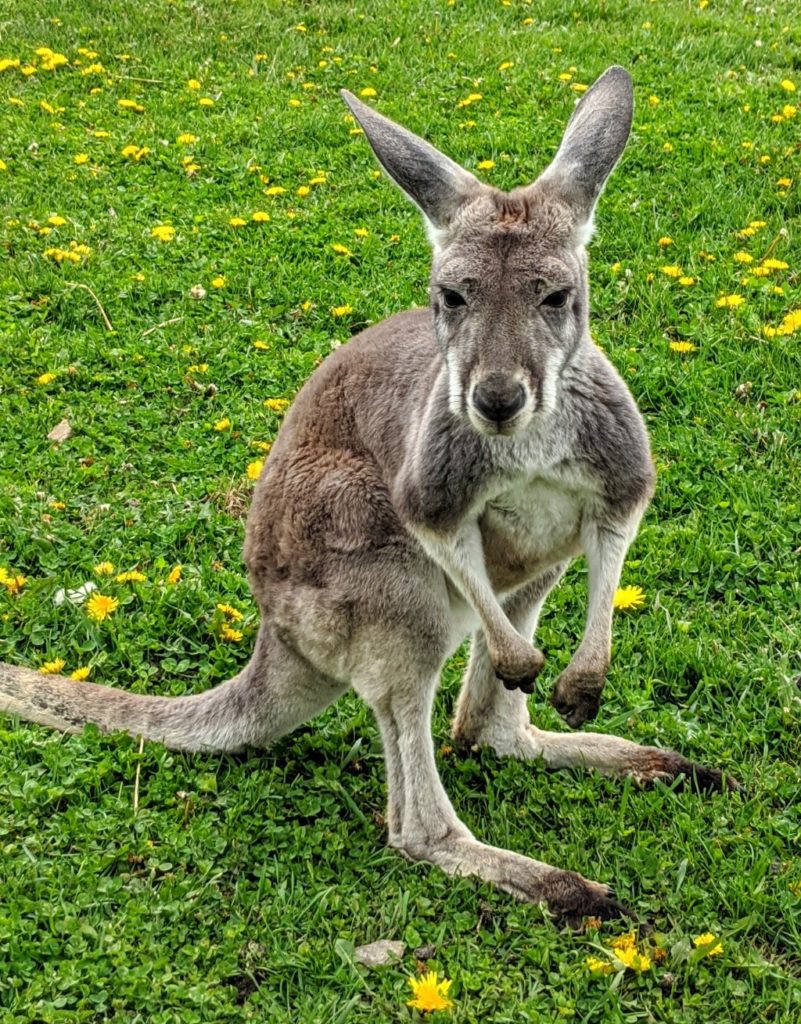 The property features a pond, a creamery, dairy cows, dairy products, and kangaroos!
