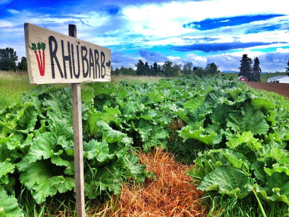 The orchard has all sorts of U-pick fruits and vegetables in the spring, summer and fall seasons.