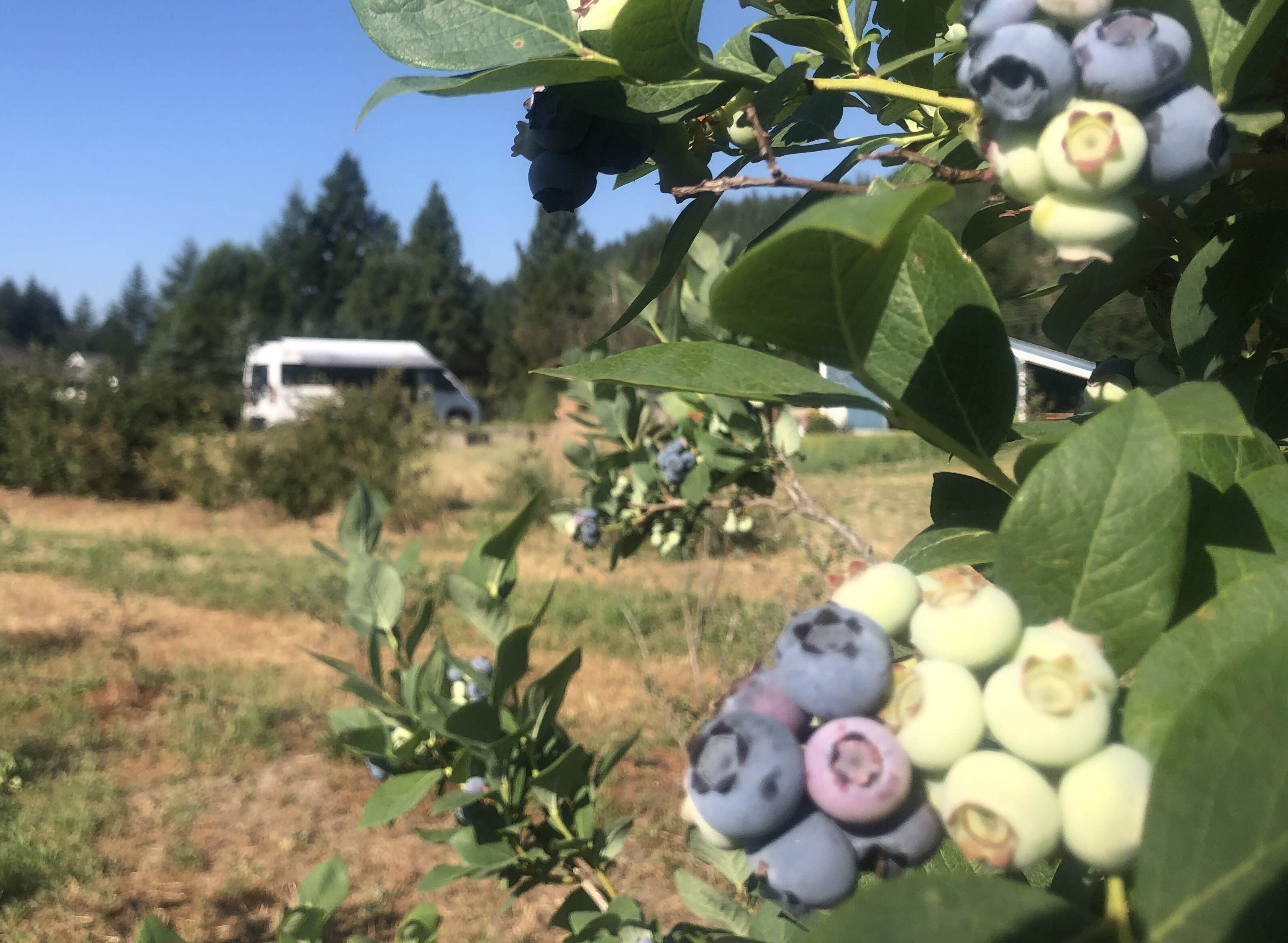 hh_riley-creek-blueberry-farm_mid_111995_murray-huggins_21-07-15_HTvgLkIfRP1EPD4D_53f0a1823cf3a1ccf6bc1086db27f565.jpeg