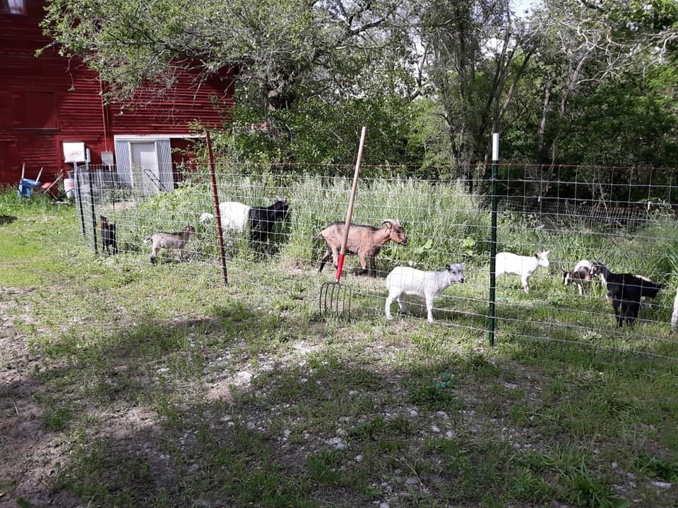 Several goats and sheep sit in a grassy field on the rescue's property.