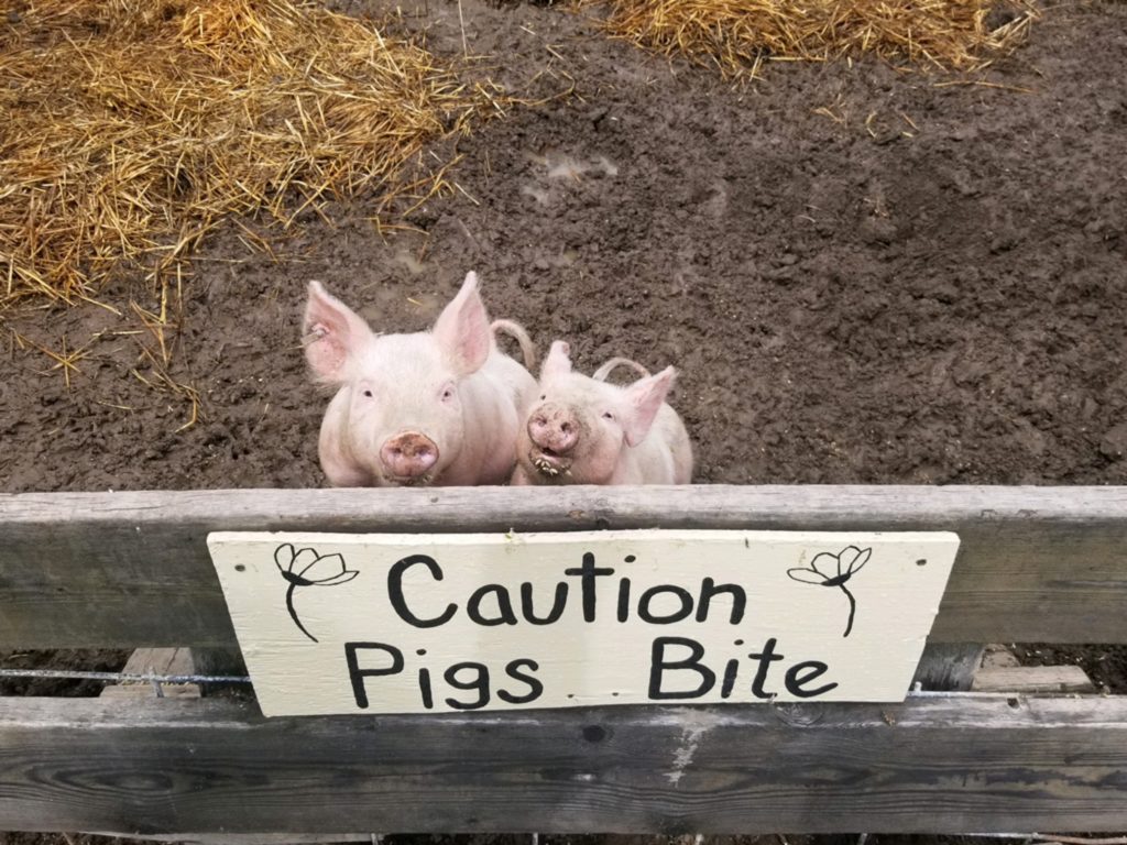 Hidden Acres Orchards has a petting zoo available.