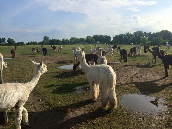 Alpacas are soft and friendly creatures who enjoy human company.