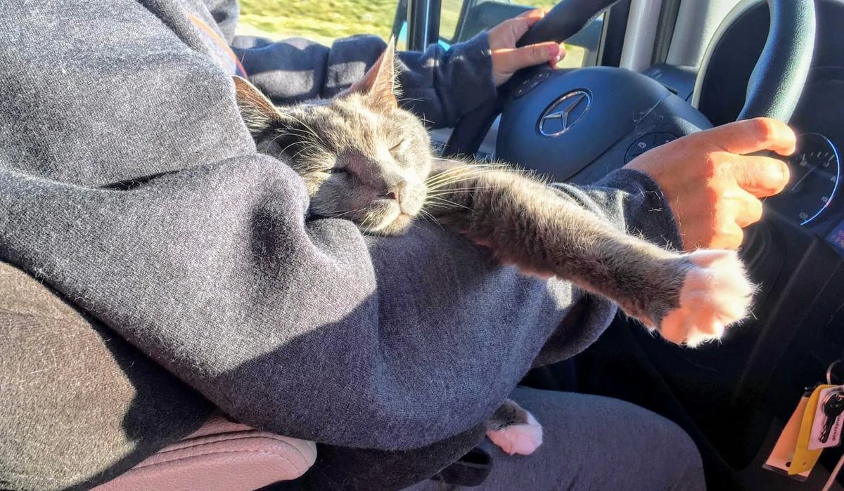 CRV cat asleep driving in robins lap - Medium.jpg