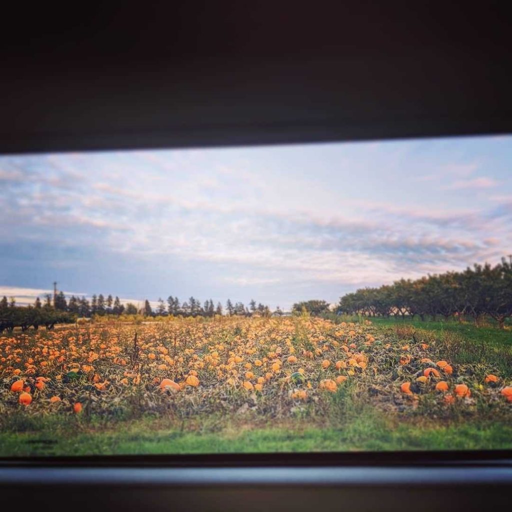 The orchard has all sorts of U-pick fruits and vegetables in the spring, summer and fall seasons.