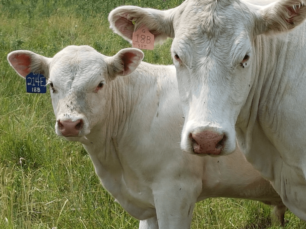 Reese Cattle Company is a beautoful plot of land that produces both grain and cattle products