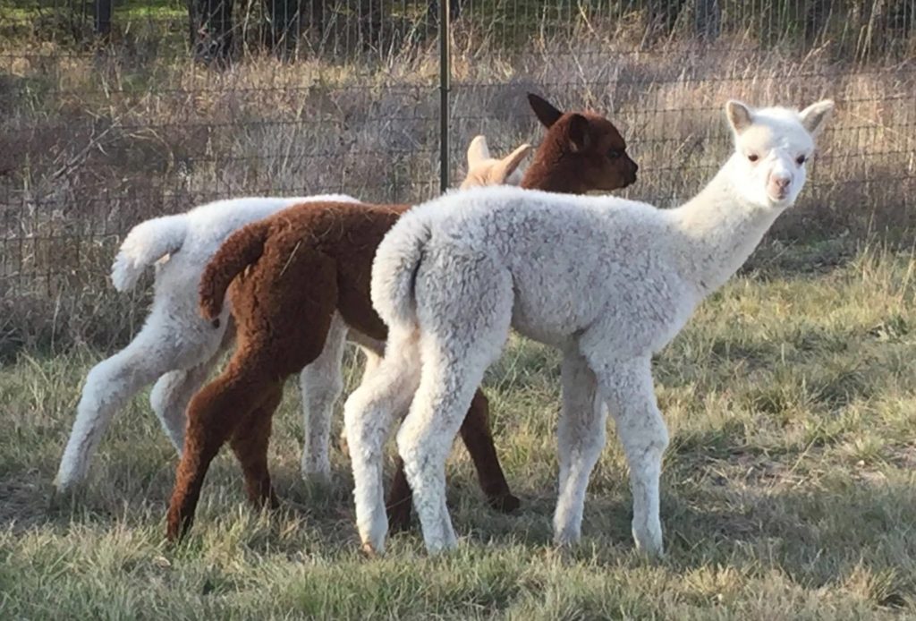 Three alpacas sit on a grassy field at Legendary Alpacas.