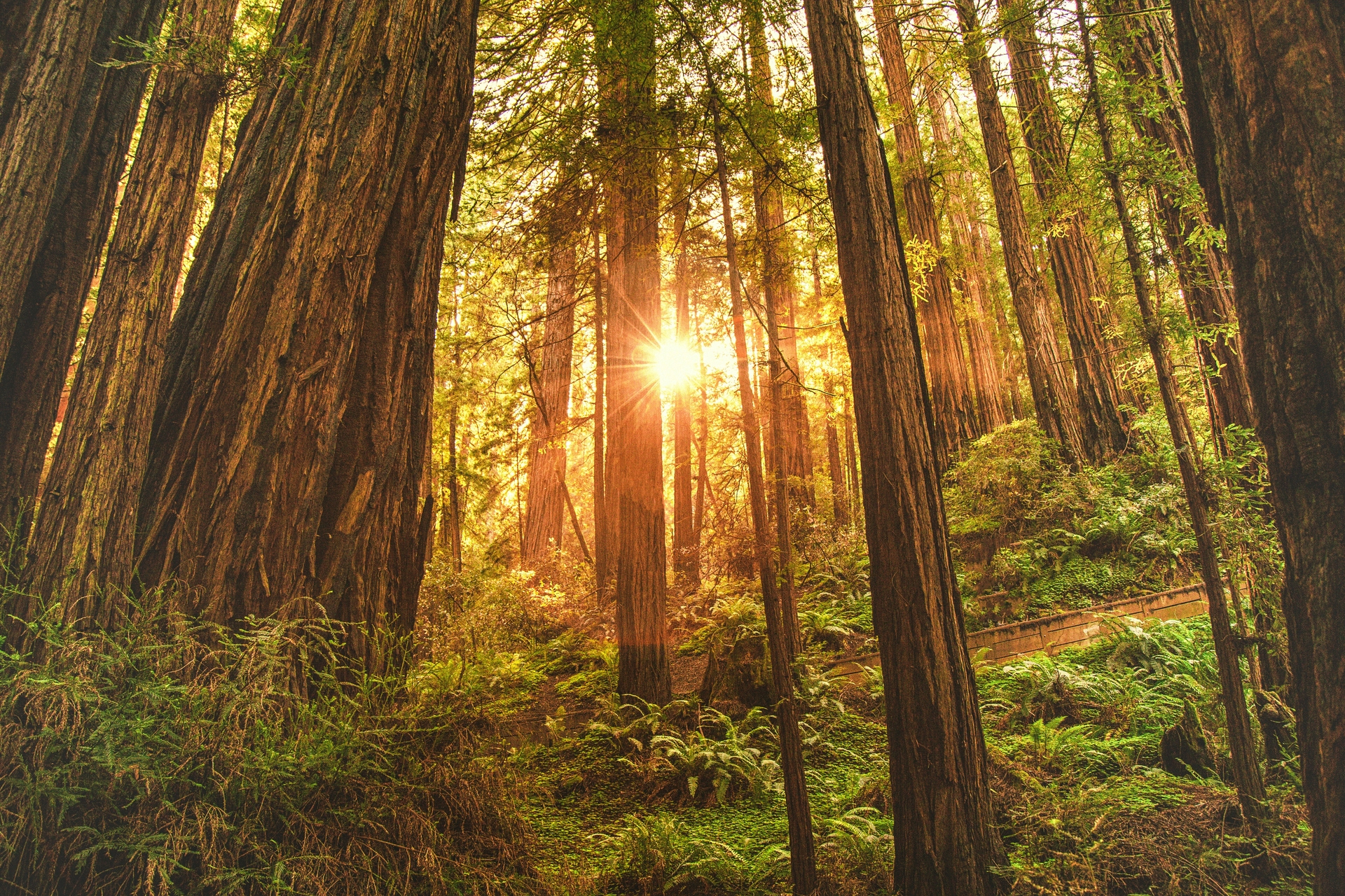 Redwoods Nat Park.jpg