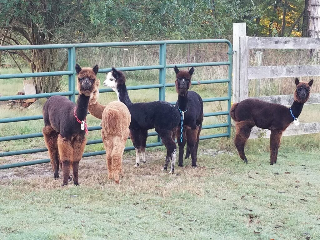 wp-content-uploads-2021-04-Alive-N-Fuzzy-Alpaca-Farm-1024x768.jpg