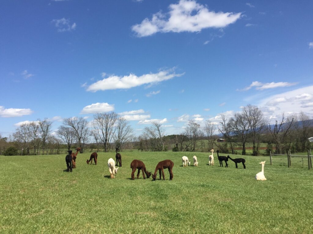 wp-content-uploads-2021-02-two-roots-alpacas-1024x768.jpg