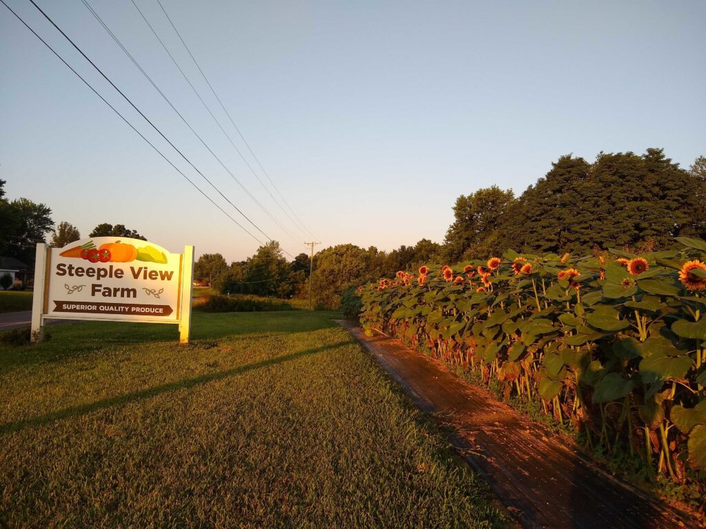 wp-content-uploads-2021-03-steeple-view-farm-1024x768.jpg