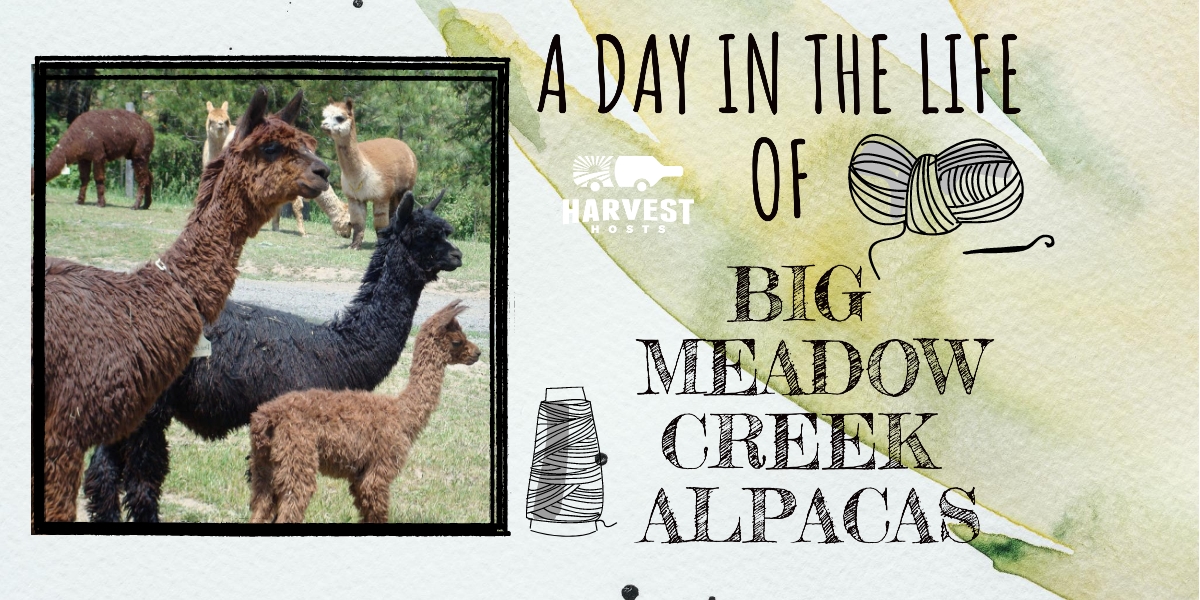 A Day in the Life of Big Meadow Creek Alpacas