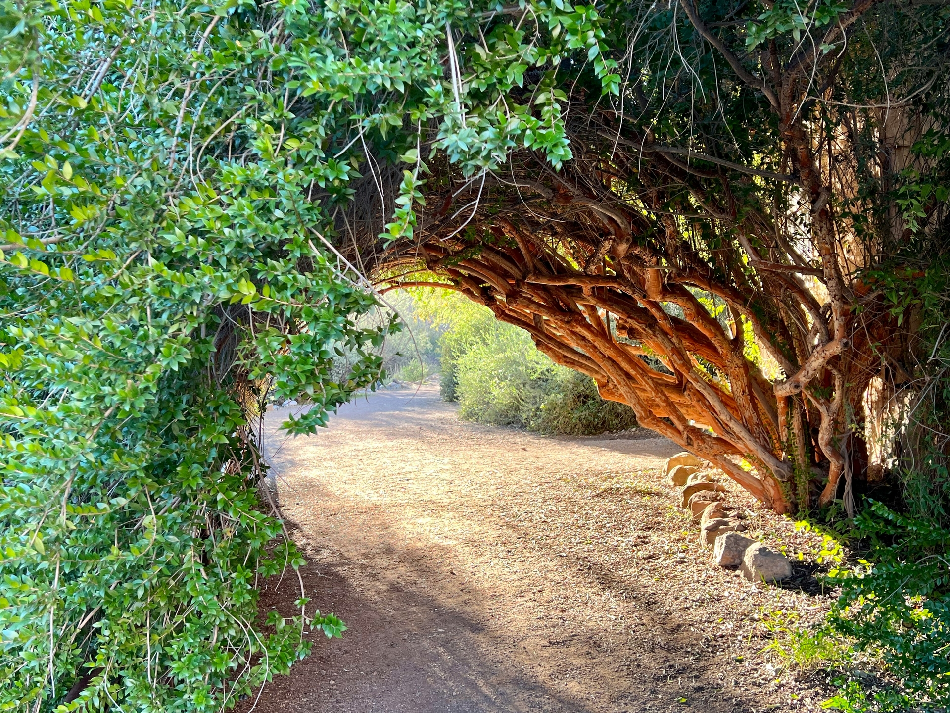 Boyce Thompson Arboretum .jpg