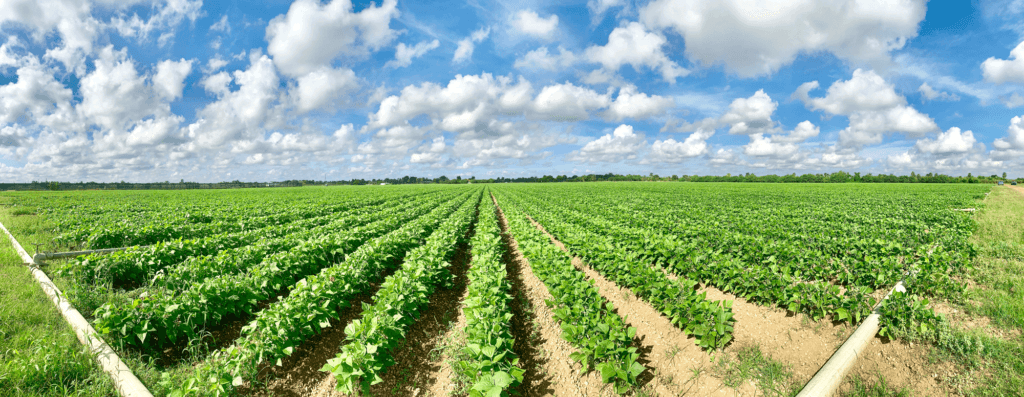 wp-content-uploads-2022-01-Accursio-Farms-1024x397.png