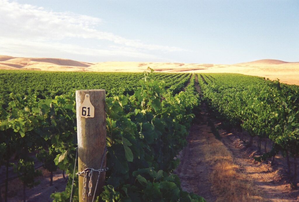 wp-content-uploads-2021-08-Hyatt-Vineyards-1024x692.jpg