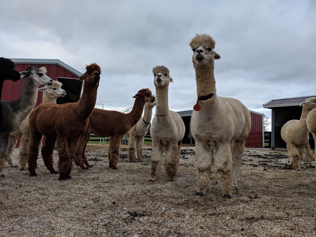 wp-content-uploads-2021-09-Mesa-Trail-Alpacas.jpg