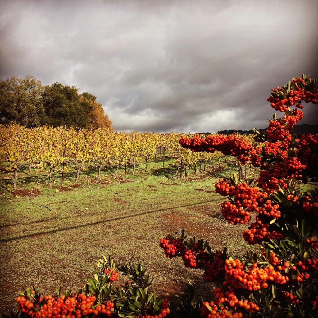 wp-content-uploads-2021-04-Mayo-Family-Winery-1024x1024.jpg
