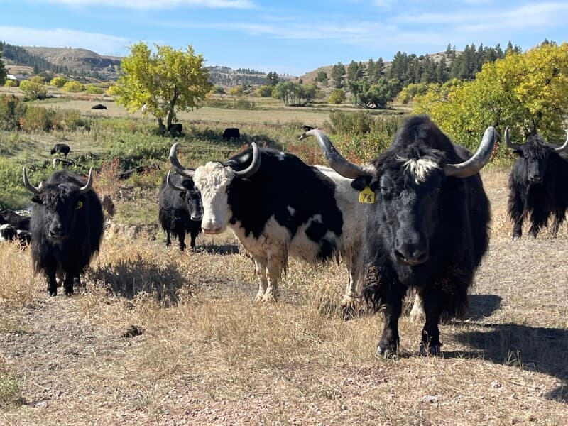 Farm stay at Farm in Wyoming