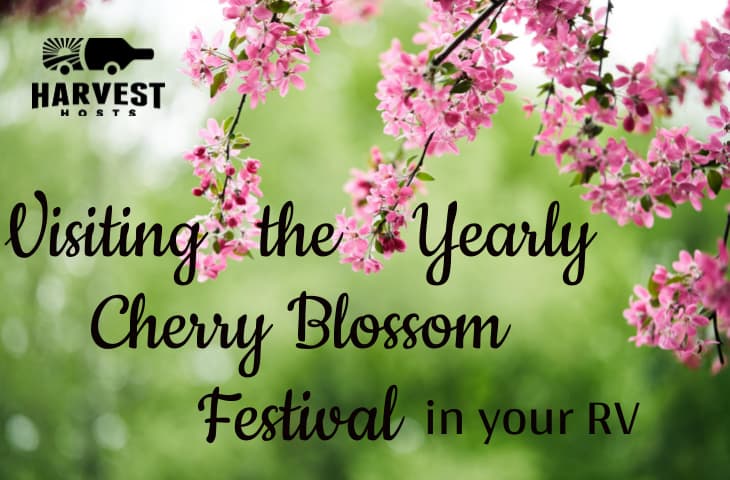 Visiting the Yearly Cherry Blossom Festival in your RV