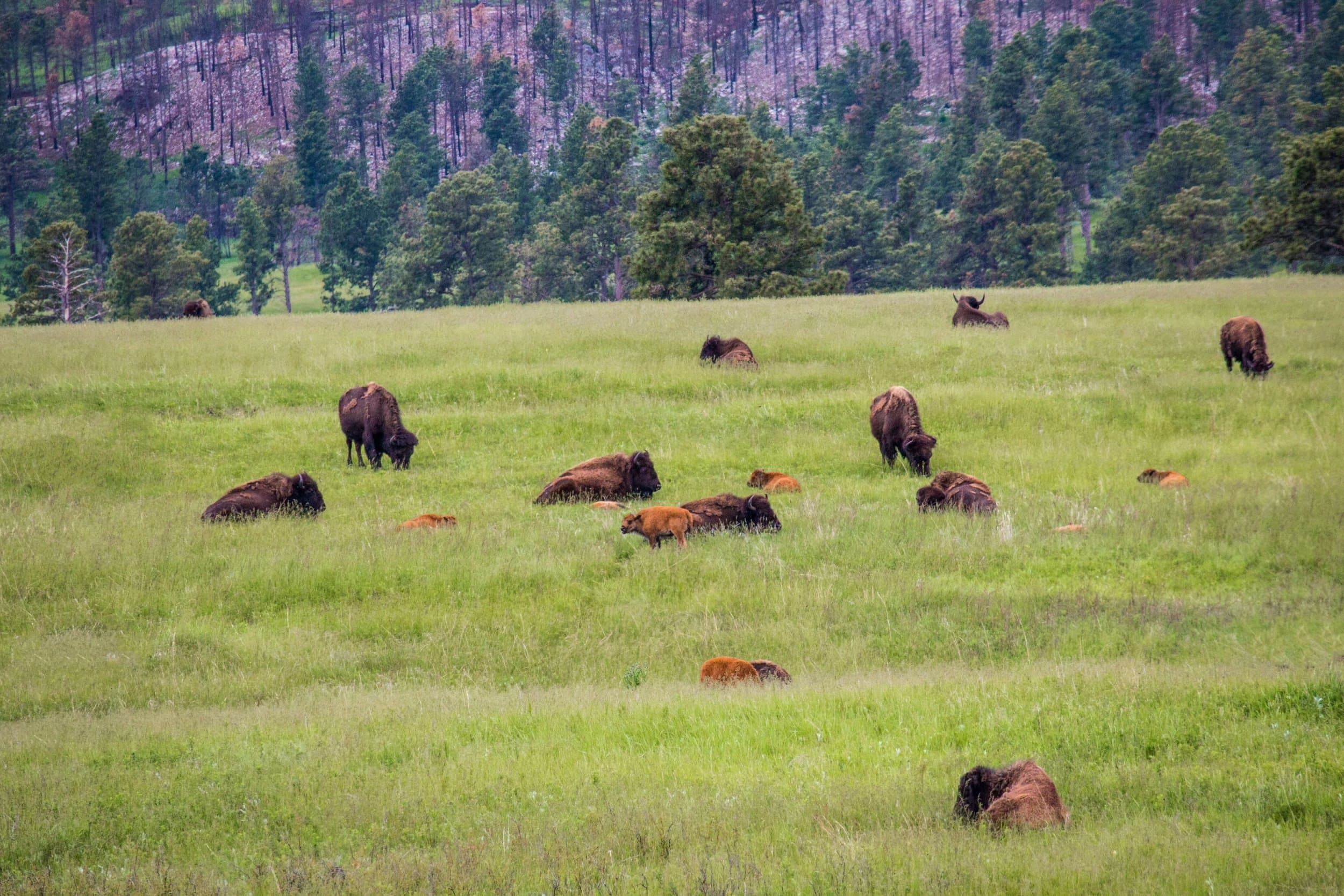 South Dakota