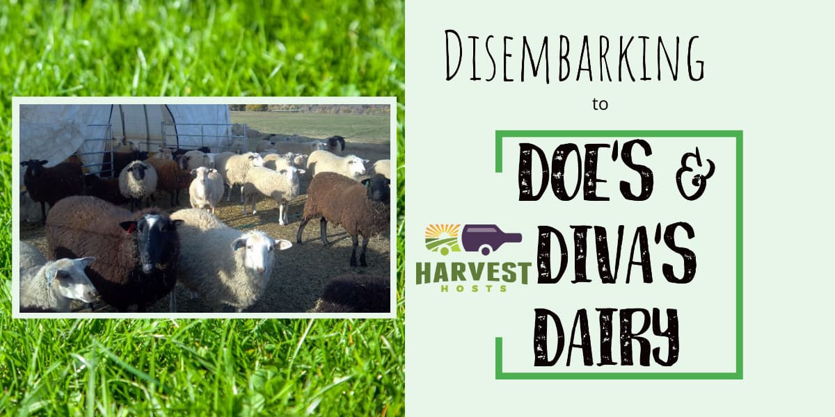 Disembarking to Doe's and Diva's Dairy