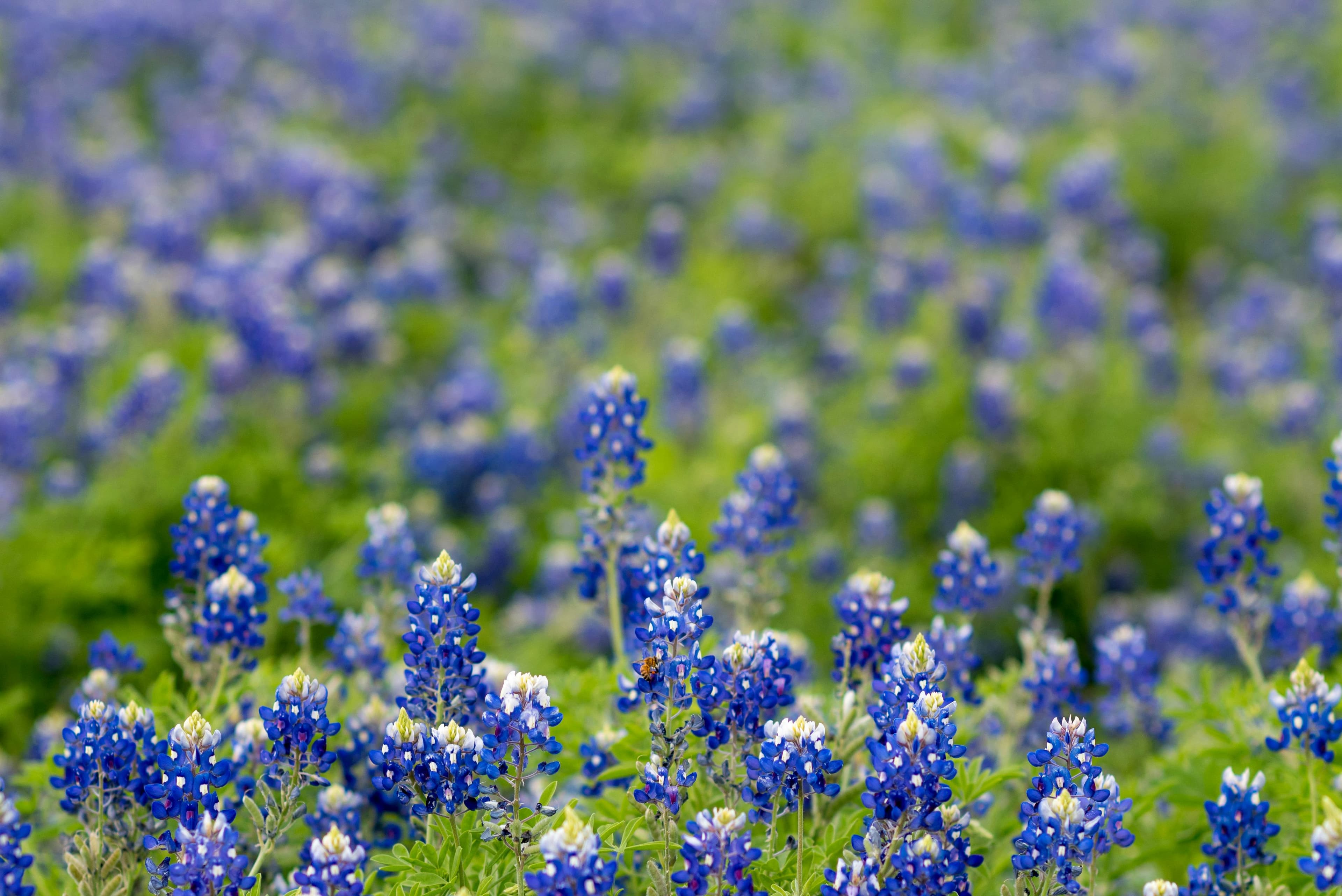 Discover the Best Hiking Trails for RV Campers near Fredericksburg, TX