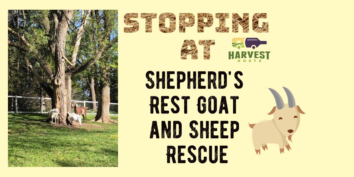 Stopping at Shepherd''s Rest Goat and Sheep Rescue