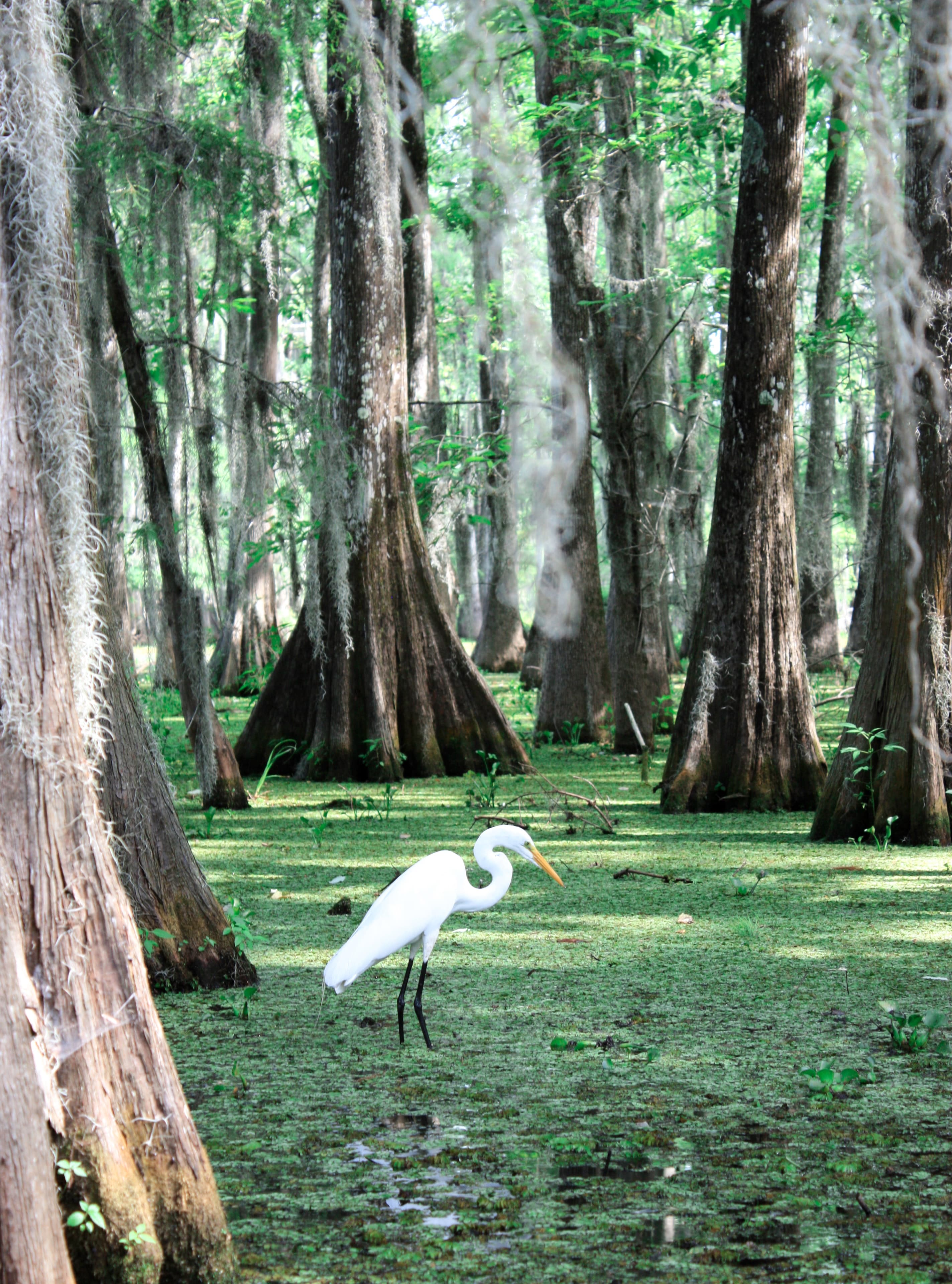 Scenic view of Everglades landscape