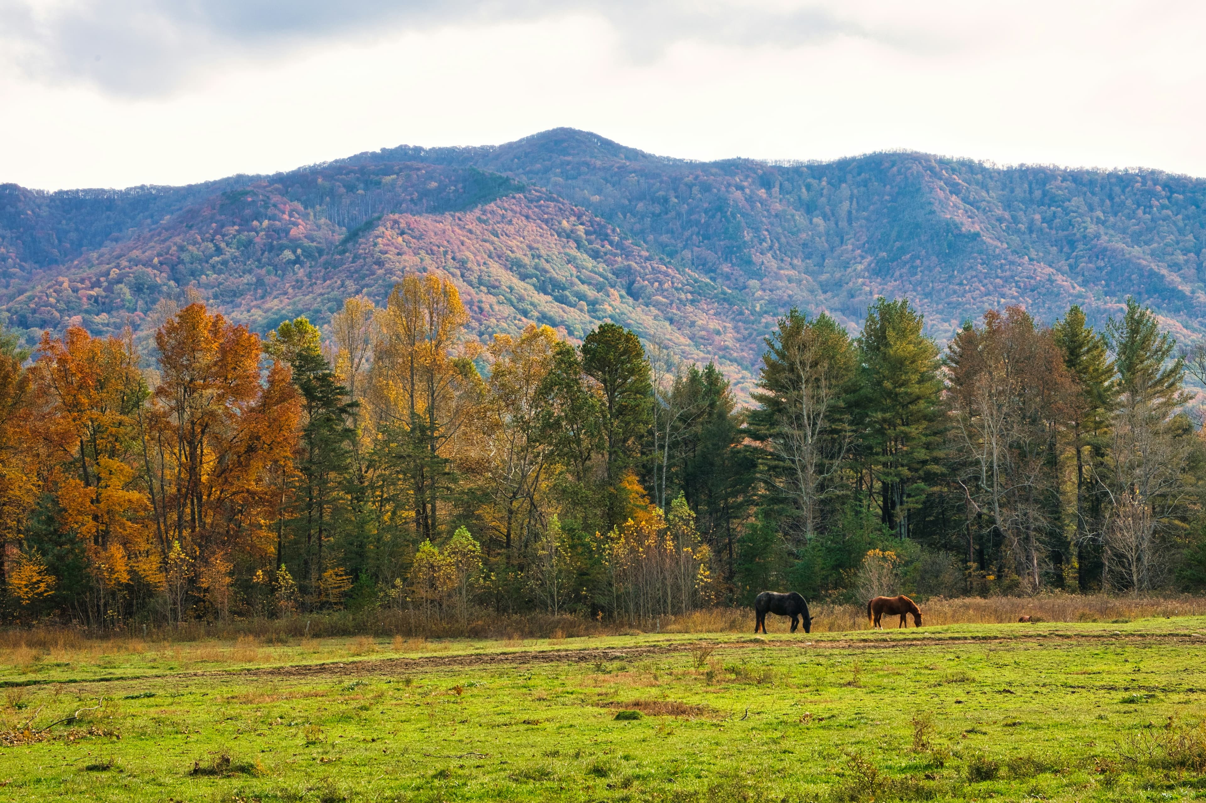 Scenic view of Great Smoky Mountains landscape