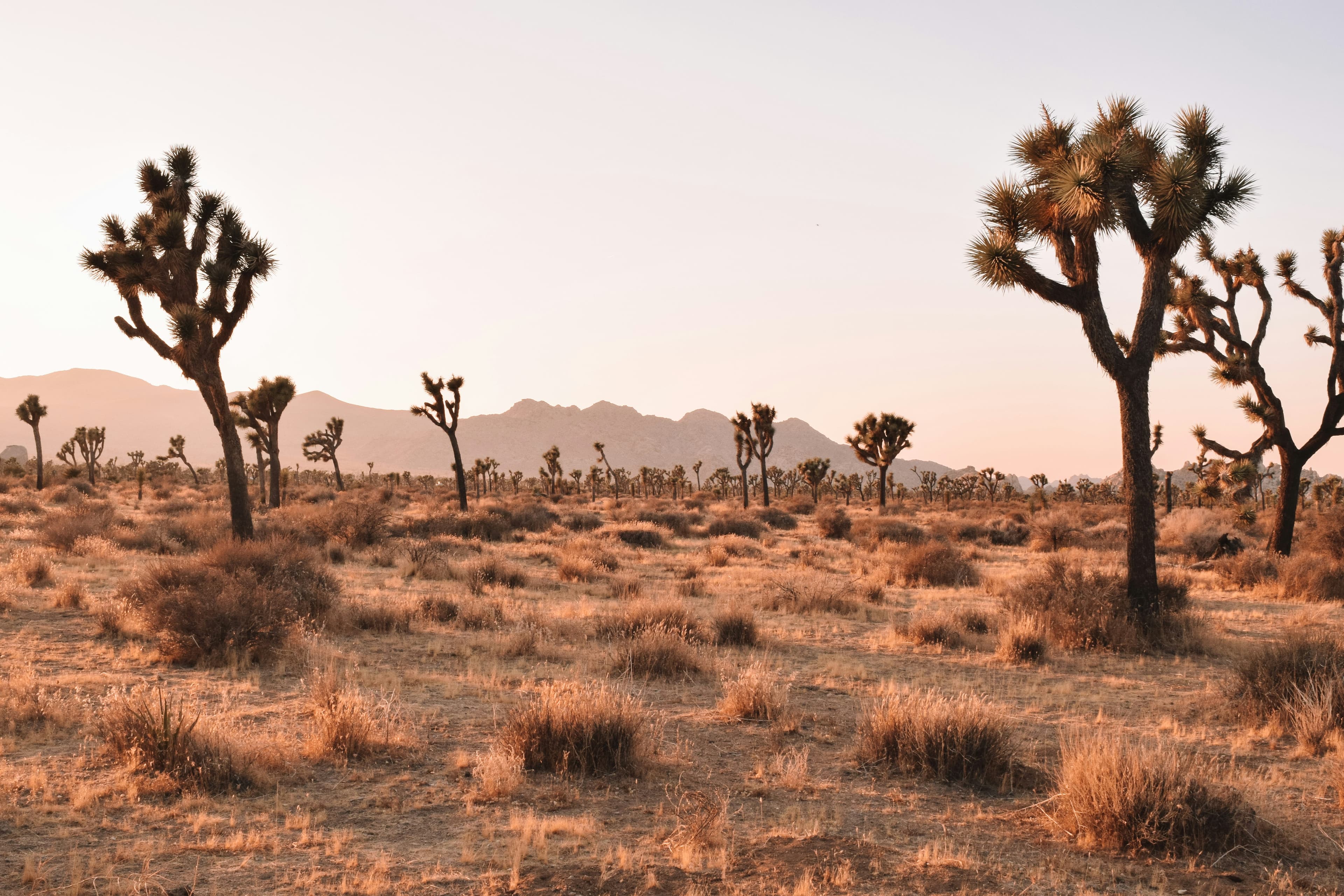 Scenic view of Joshua Tree landscape