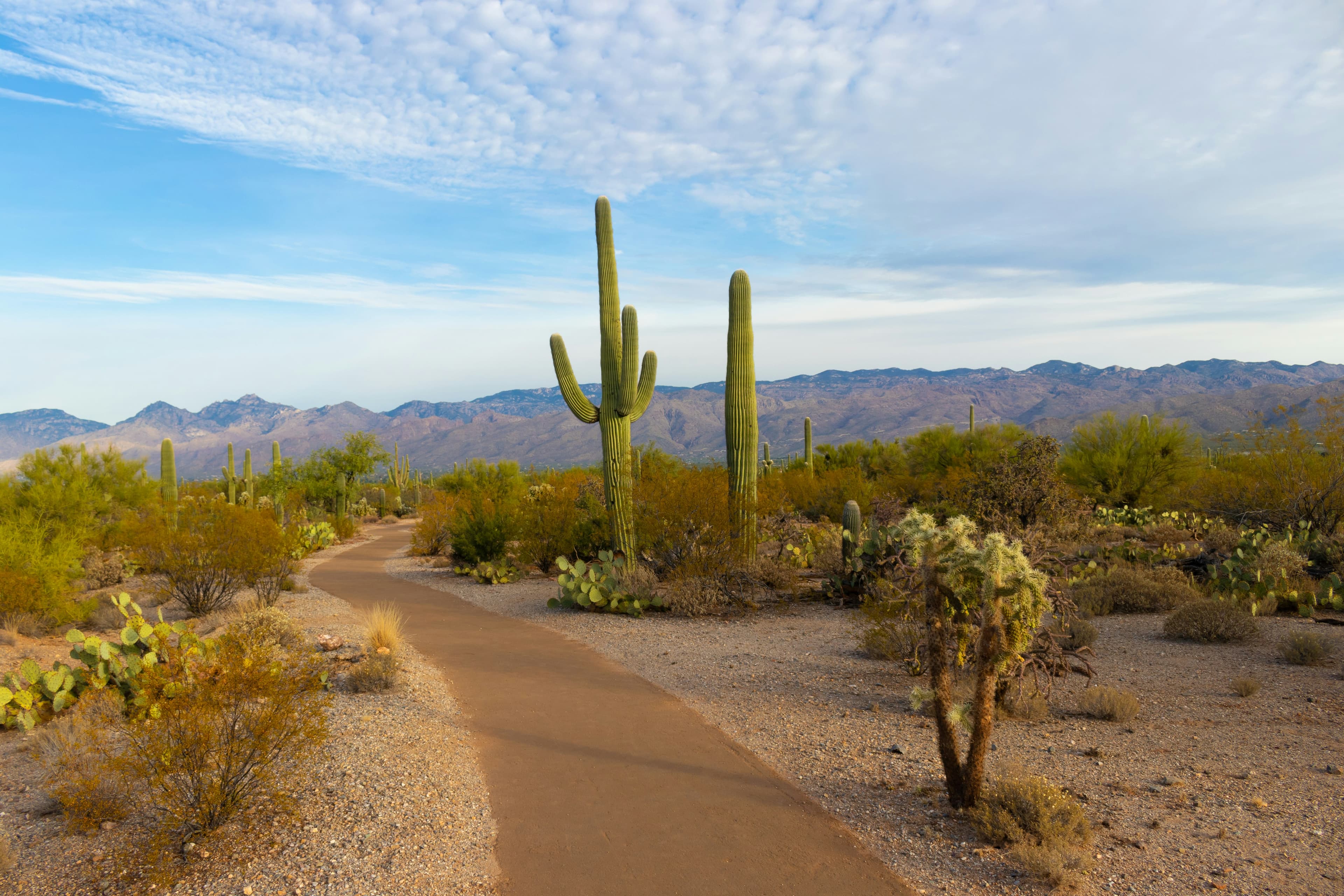 Scenic view of Saguaro landscape
