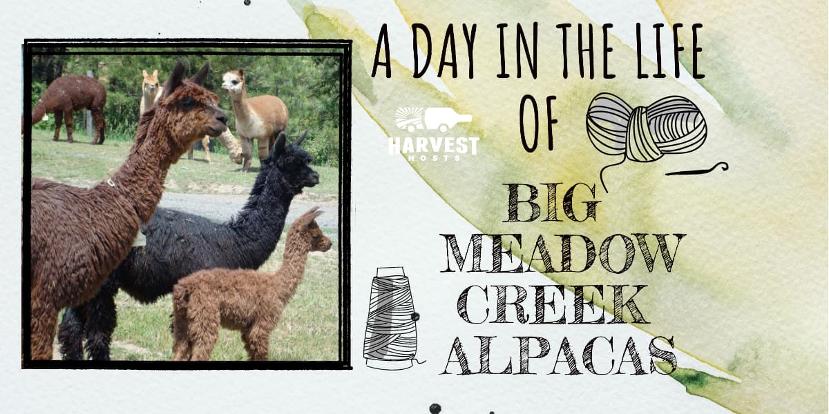 A Day in the Life of Big Meadow Creek Alpacas