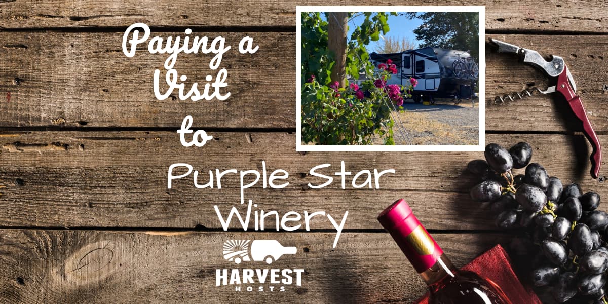 Paying a Visit to Purple Star Winery