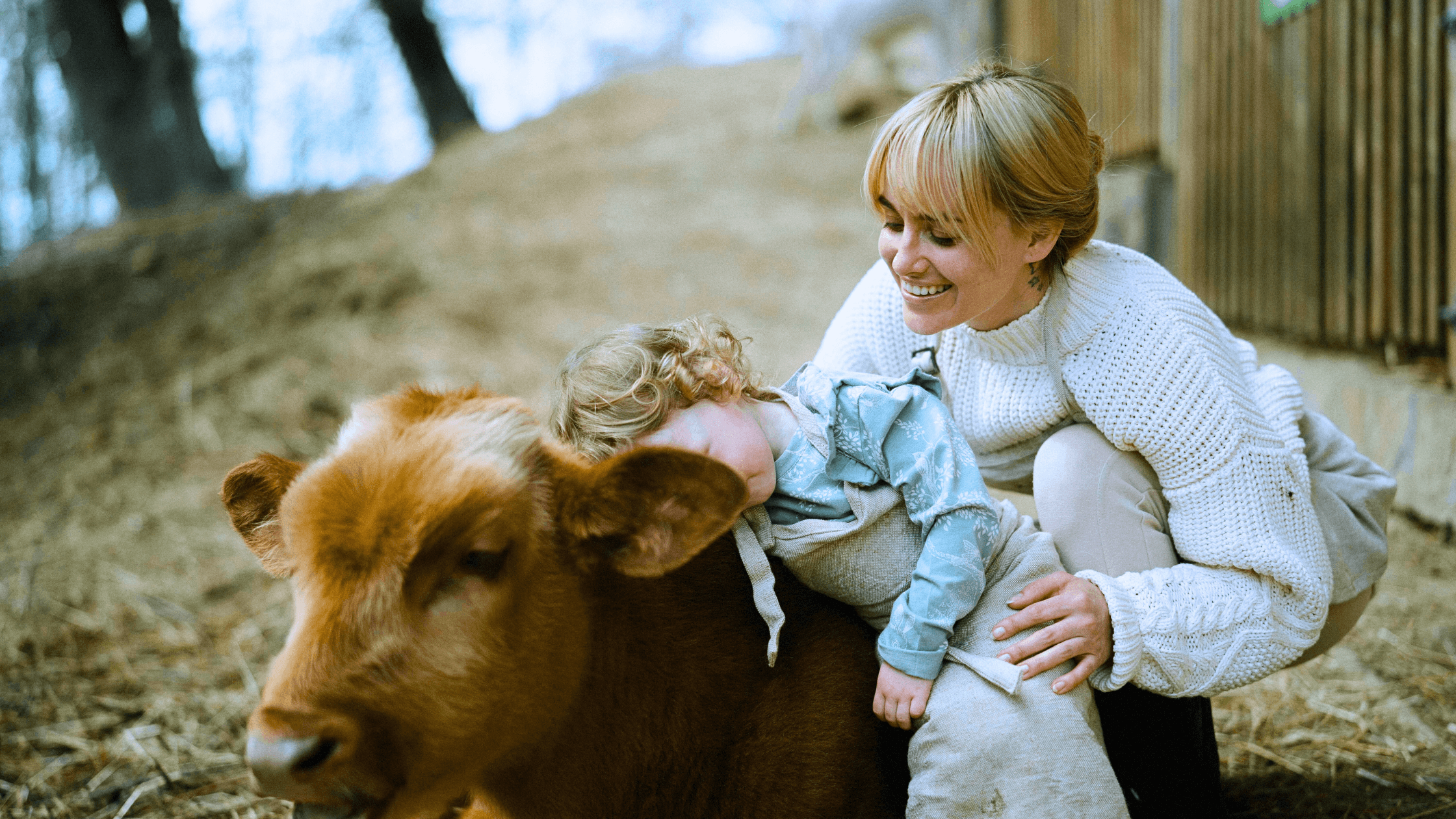 Cow Cuddling Internship - Summer 2024