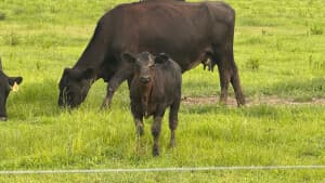 Clean-Meat Farm Retreat
