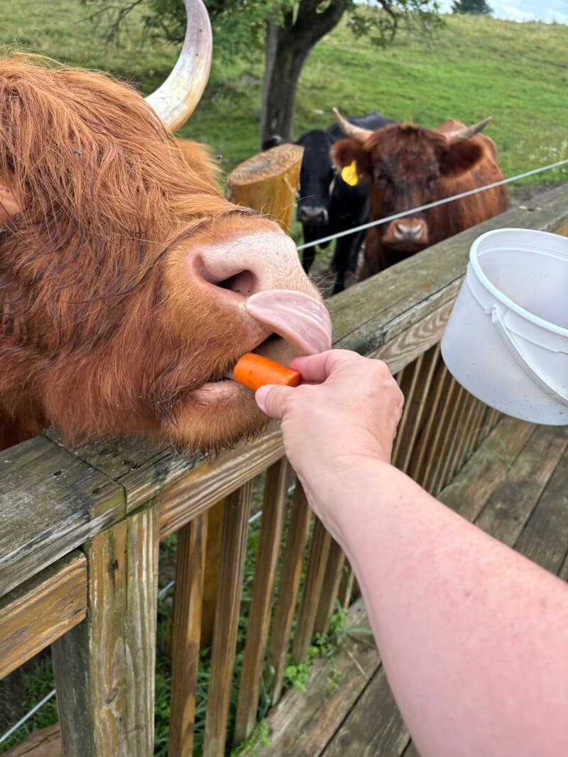 Farm stay at Pasture-Raised Beef Farm Retreat