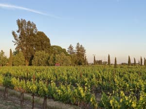 Award-Winning Lodi AVA Family Winery